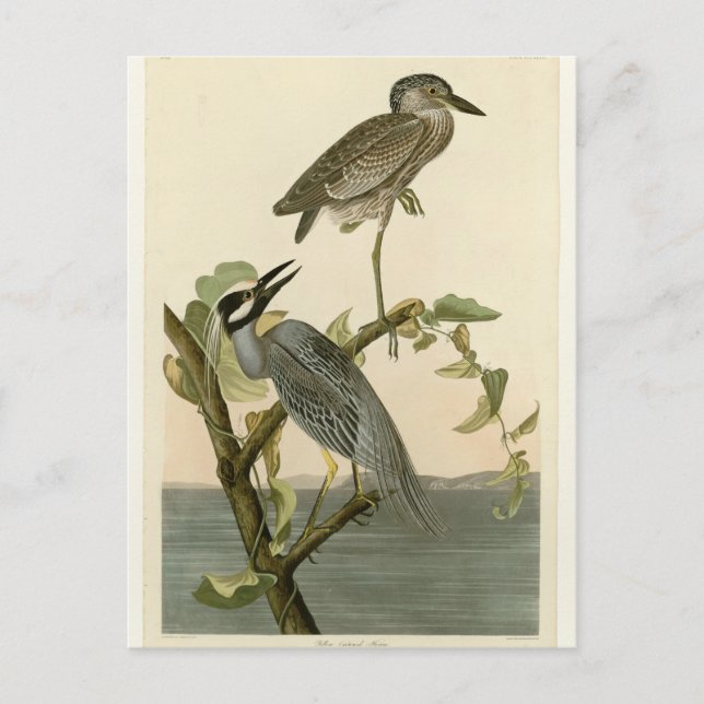 Vintage Audubon's Yellow crowned night heron paint Postcard (Front)