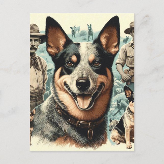 Vintage Australian Cattle Dog Illustration Postcard (Front)