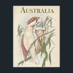 Vintage Australian Galah Postcard<br><div class="desc">A beautiful illustration of two Australian galahs (aka pink and grey cockatoo) sitting on branches in a gum tree that has green leaves.</div>