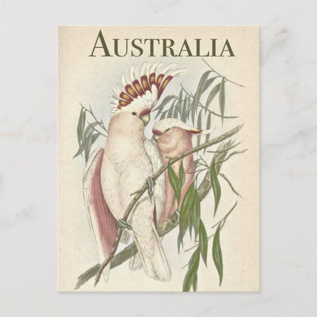 Vintage Australian Galah Postcard (Front)