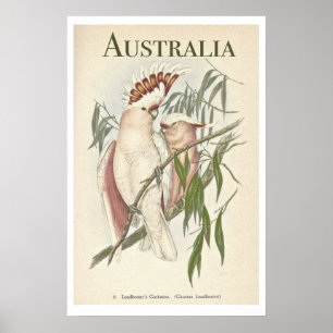 Vintage Australian Galah Poster