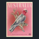 Vintage Australian Parott travel poster<br><div class="desc">Reto style australian bush travel poster featuring a pink and grey Galah cockatoo with eucalpytpus leaves.</div>
