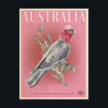 Vintage Australian Parrot Travel  Postcard<br><div class="desc">Reto style australian bush travel poster featuring a pink and grey Galah cockatoo with eucalpytpus leaves.</div>