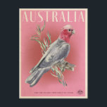Vintage Australian Parrot Travel  Postcard<br><div class="desc">Reto style australian bush travel poster featuring a pink and grey Galah cockatoo with eucalpytpus leaves.</div>
