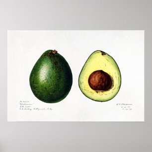 Vintage Avocado Naturalist Illustration Poster