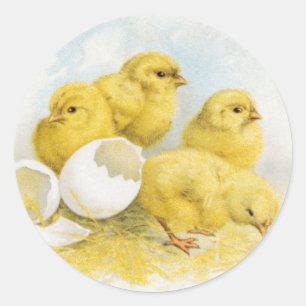 Vintage Baby Chickens Classic Round Sticker