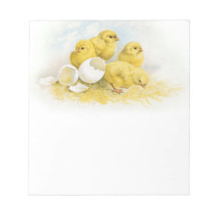 Vintage Baby Chickens Notepad