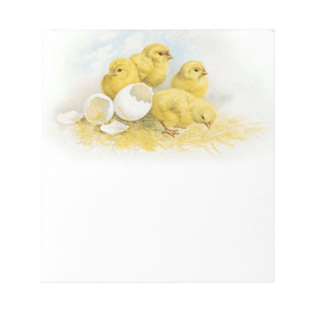 Vintage Baby Chickens Notepad (Front)