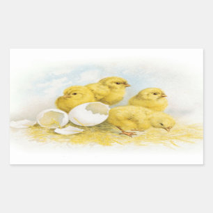 Vintage Baby Chickens Rectangular Sticker