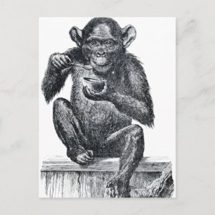 Vintage Baby Chimpanzee Drawing Postcard