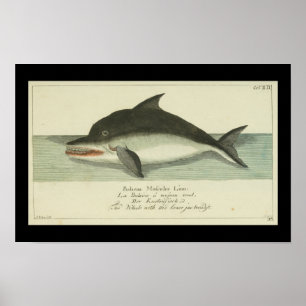 Vintage Balaena Fin Whale Print