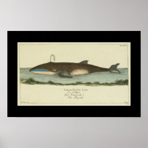 Vintage Balaena Physalis Whale Print