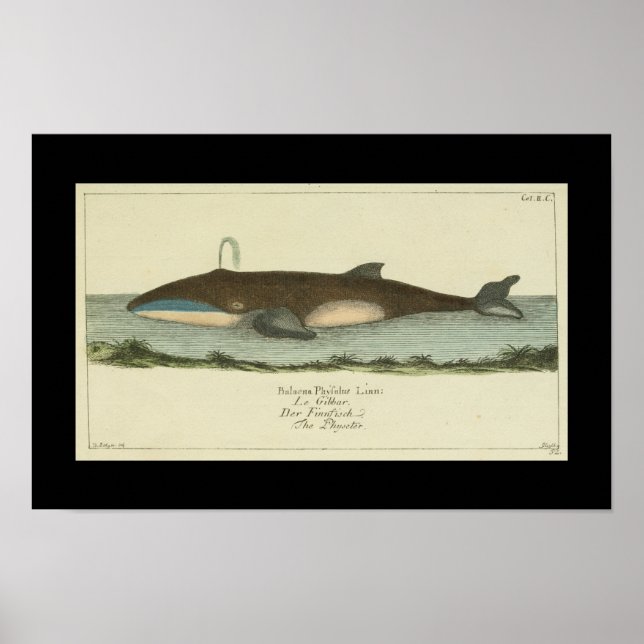Vintage Balaena Physalis Whale Print (Front)