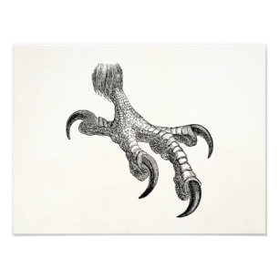 Vintage Bald Eagle Claw Personalised Bird Claws Photo Print