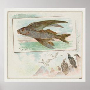 Vintage Barbados Flying Fish Illustration (1889) Poster