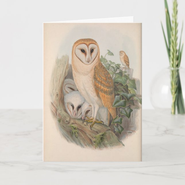 Vintage Barn Owl Bird Blank Note Card (Front)
