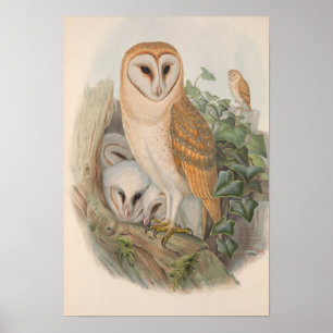 Vintage Barn Owl Bird Poster