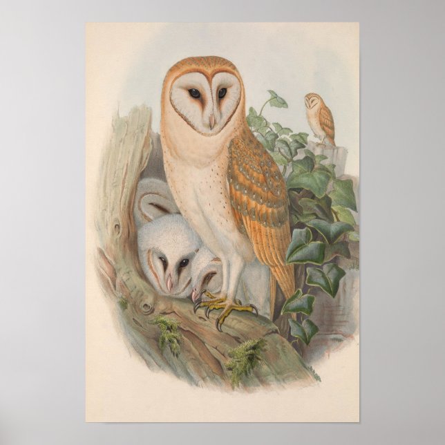 Vintage Barn Owl Bird Poster (Front)