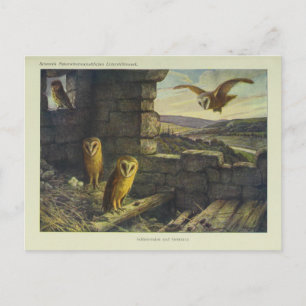 Vintage Barn Owls Art Postcard