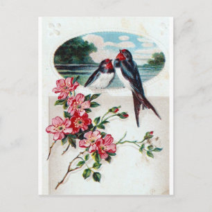 Vintage Barn Swallows Postcard