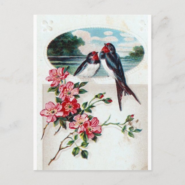 Vintage Barn Swallows Postcard (Front)