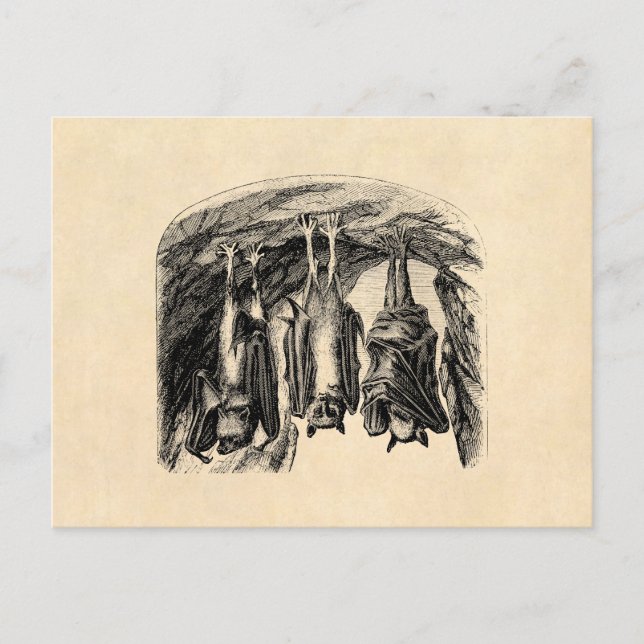 Vintage Bat 1800s Flying Fox Bat Postcard (Front)