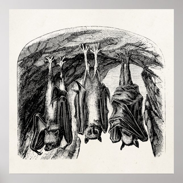 Vintage Bat 1800s Flying Fox Bat Poster (Front)