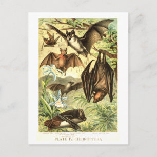 Vintage Bat Illustration Postcard