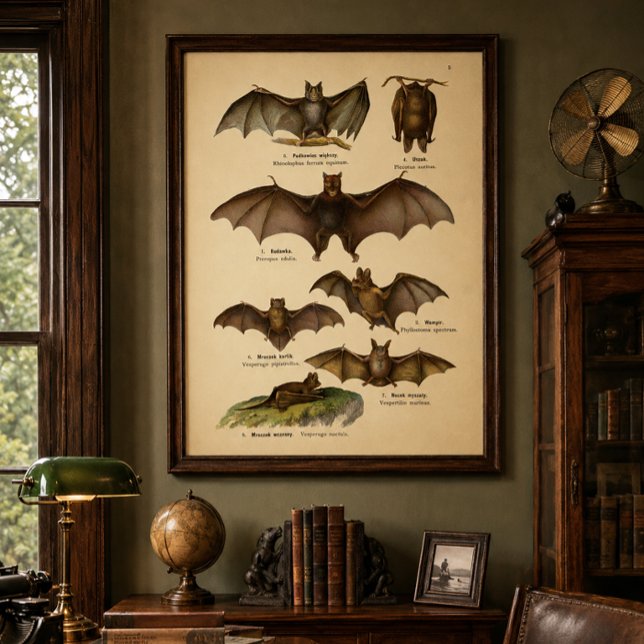 Vintage Bat Illustrations Poster (Creator Uploaded)