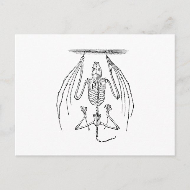 Vintage Bat Skeleton - Bats and Halloween Template Postcard (Front)