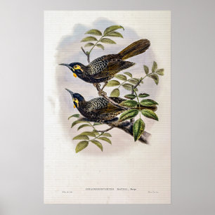 Vintage Bates’s Honey-eater by John Gould Poster