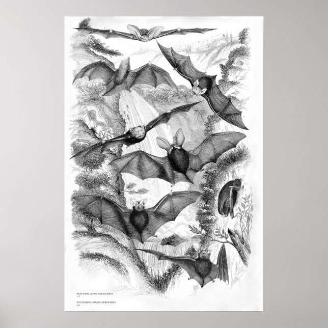 Vintage Bats Print (Front)