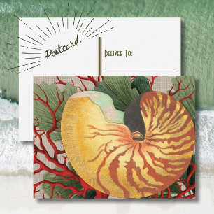 Vintage Beach Seashell & Red Coral Postcard