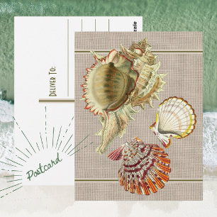 Vintage Beach Seashells Postcard