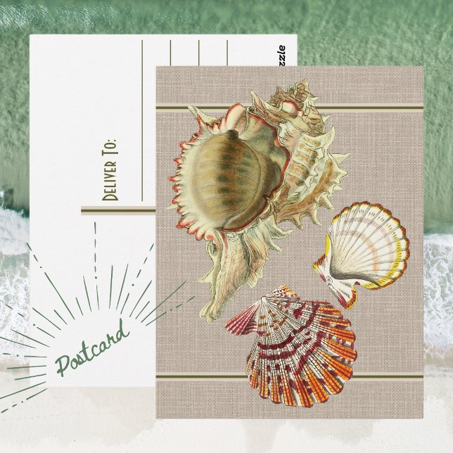 Vintage Beach Seashells Postcard (Vintage Beach Seashell Postcard)