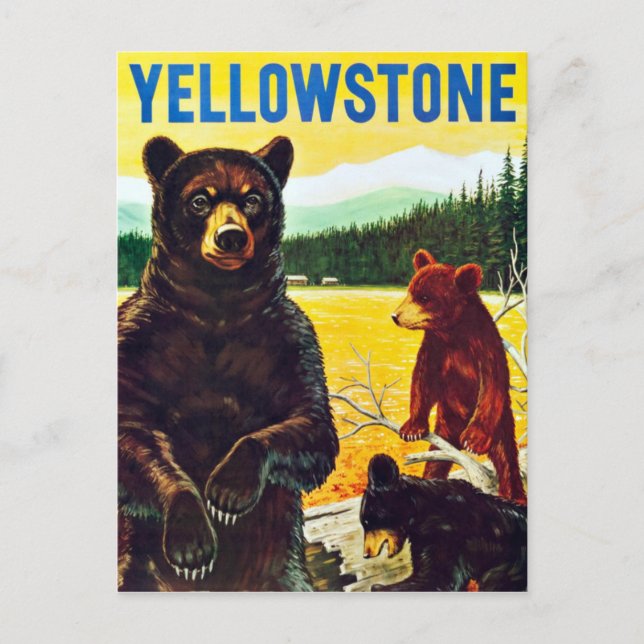 Vintage Bears in Yellowstone Travel Postcard (Front)
