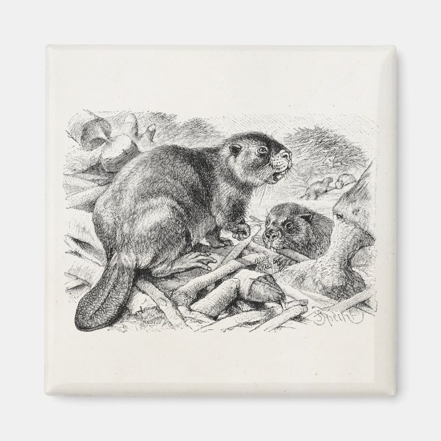 Vintage Beaver Illustration Retro Beavers and Dam Magnet (Front)