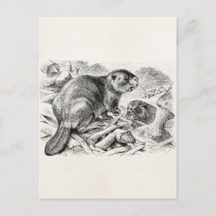 Vintage Beaver Illustration Retro Beavers and Dam Postcard