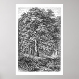 Vintage Beech Tree 1800s Illustration Print