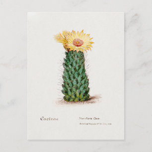 Vintage Beehive Cactus Illustration Postcard