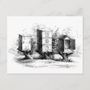 Vintage Bees Beehive Beekeeping Beehives Postcard