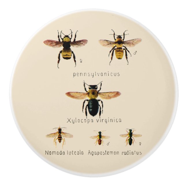 Vintage Bees Six Ceramic Knob (Front)