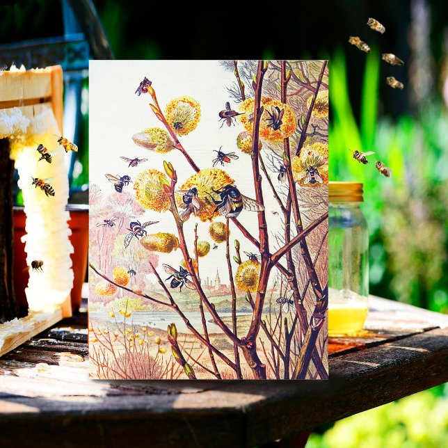 Vintage Bees Spring Willow Blossom  Postcard (Creator Uploaded)