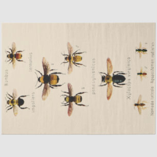 Vintage Bees Tissue Paper