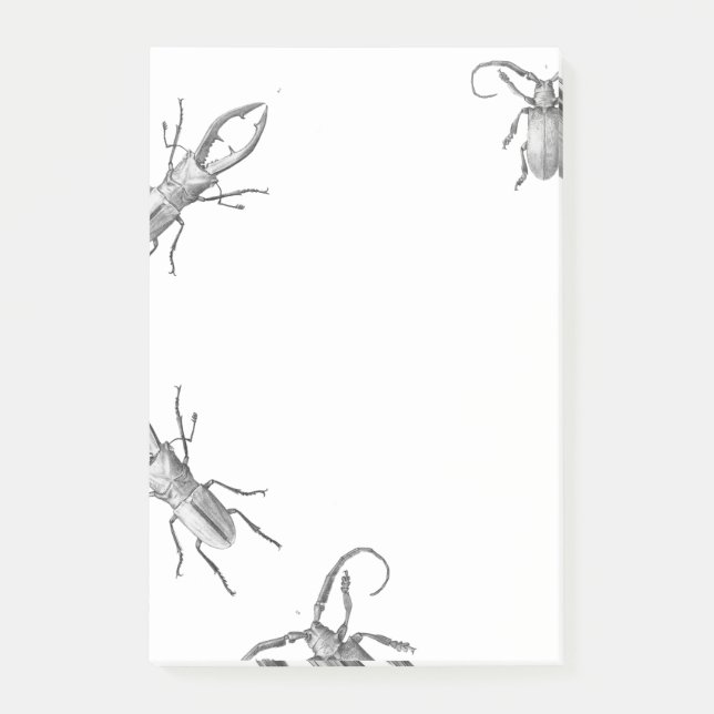 Vintage beetle illustration notes (Front)