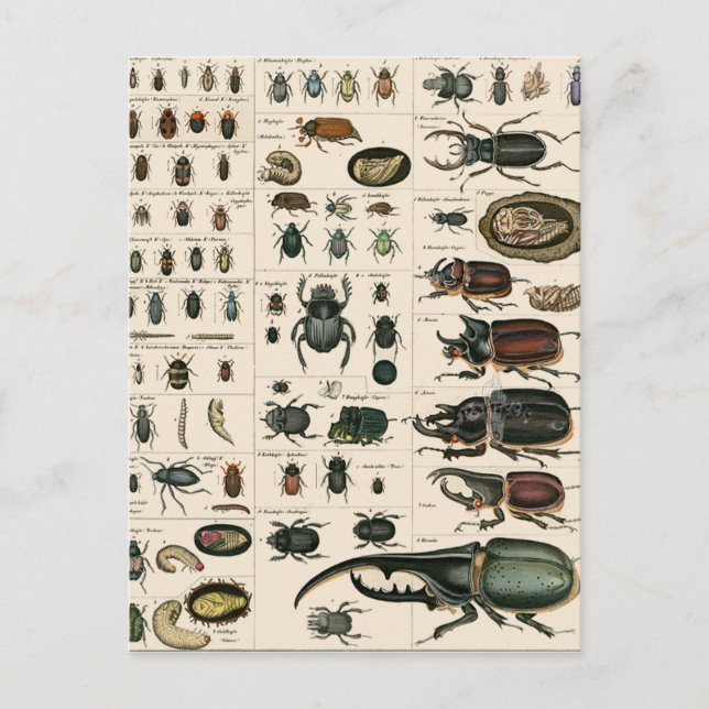 Vintage Beetle Illustration Postcard (Front)