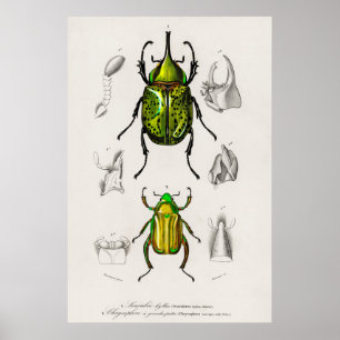 Vintage Beetle Illustration Poster