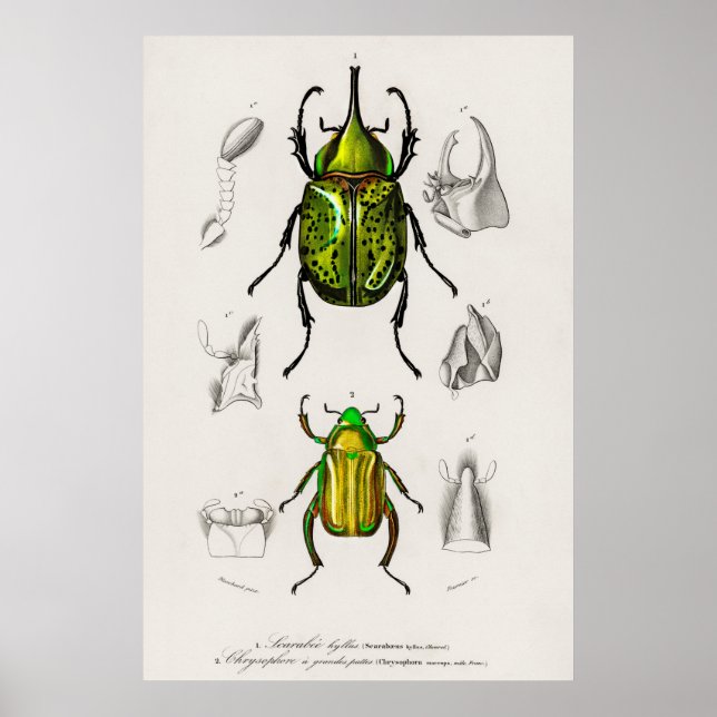 Vintage Beetle Illustration Poster (Front)