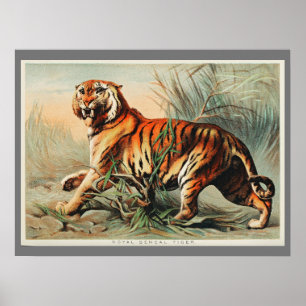 Vintage Bengal Tiger Illustration Art Old Antique Poster