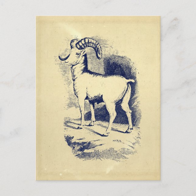 VINTAGE BIG HORN SHEEP POSTCARD (Front)